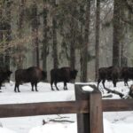 Беларусь: рождественская классика (Минск, замки, Брест) — фото 3